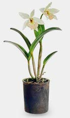Dendrobium