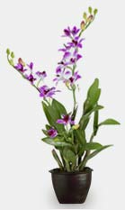 Dendrobium