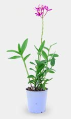 Dendrobium