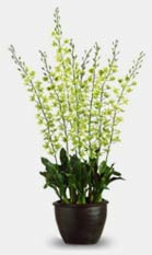Dendrobium