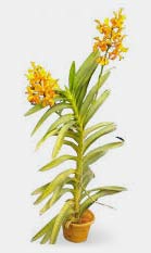 Dendrobium