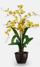 Dendrobium