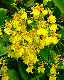 Oncidium