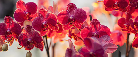 Phalaenopsis
