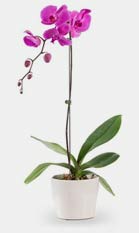 Dendrobium