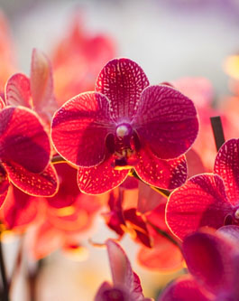 Phalaenopsis