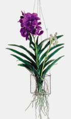 Dendrobium